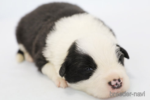 成約済の神奈川県のボーダーコリー-315523の7枚目